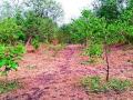 चार वर्षांपासून १६ हजार झाडांचे संगोपन - Marathi News |  Rearing up to 16,000 trees for four years | Latest nashik News at Lokmat.com