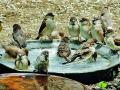 सिमेंटच्या जंगलात पक्ष्यांचा अधिवास - Marathi News | Bird habitat in cement forest | Latest nagpur News at Lokmat.com