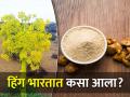 जगभरातल्या जेवणात वापरला जाणारा हिंग भारतात कसा आला? - Marathi News | How did asafoetida, which is used in food all over the world, come to India? | Latest agriculture News at Lokmat.com