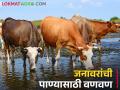 उन्हाची तीव्रता वाढल्याने पाण्यासाठी जनावरांची वणवण - Marathi News | As the intensity of summer heat increases, animals hunt for water | Latest agriculture News at Lokmat.com