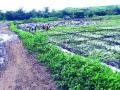 कोटमगाव परिसरात भातलागवडीची लगबग - Marathi News | Near Kotlagaon in Bhatmagwadi area | Latest nashik News at Lokmat.com