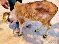 पशुधनावर ‘लंपी स्कीन डिसिज’ - Marathi News | Lumpy skin disease on livestock | Latest bhandara News at Lokmat.com