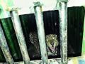 उंबरखेडला बिबट्या जेरबंद - Marathi News |  Umbarkhedla leopard jerband | Latest nashik News at Lokmat.com