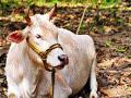 ग्रामीण भागात देशी गायींची संख्या घटली - Marathi News | The number of indigenous cows in rural areas decreased | Latest nashik News at Lokmat.com