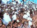 कापूस ८०० रुपयांनी वाढला - Marathi News | Cotton increased by Rs 800 | Latest chandrapur News at Lokmat.com