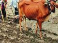 विमा मोबदल्यासाठी शेतकरी हैराण - Marathi News | Farmer Hiran for insurance reimbursement | Latest chandrapur News at Lokmat.com