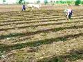 खरिपाच्या पेरणीसाठी शेतकऱ्यांनी घाई करू नये - Marathi News | Farmers should not rush for kharif sowing | Latest chandrapur News at Lokmat.com