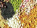 शेतकऱ्यांनी बियाणे खरेदी करताना लेबल बघावे - Marathi News | Farmers should see the label when buying seeds | Latest chandrapur News at Lokmat.com