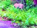 सिंदेवाहीत पट्टेदार वाघाचे भ्रमण - Marathi News | Touring leaseholder Tiger Tours | Latest chandrapur News at Lokmat.com