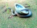 अबब... वॉशबेसिनच्या जाळीत अडकला साप - Marathi News | Abb ... the snake caught in the washbasin net | Latest chandrapur News at Lokmat.com
