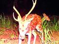 वन्यजीव विभागाने लावले शेंडा परिसरातील शेतात कॅमेरे - Marathi News | The cameras in the fields surrounding the wildlife department of Lavale Shenda area | Latest gondia News at Lokmat.com