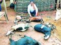 बिबट्याने केली ६ बकऱ्यांची शिकार - Marathi News | Hunting for 5 goats by the cats | Latest gondia News at Lokmat.com