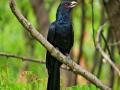 पक्ष्यांच्या घरट्यांवरुन जळगावात सरासरी पावसाचा अंदाज - Marathi News | The average rainfall forecast in Jalgaon from the birds nests in Jalgaon | Latest jalgaon News at Lokmat.com