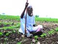 पावसाच्या लहरीपणामुळे बळीराजा चिंतेत - Marathi News | Baliraja is worried due to the erratic nature of the rain | Latest nashik News at Lokmat.com