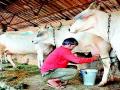 दुग्ध व्यावसायिक आर्थिक संकटात - Marathi News | Dairy business in financial crisis | Latest nashik News at Lokmat.com