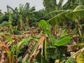 म्हसावद, सुलतानपूर भागात केळीचे नुकसान - Marathi News | Damage to bananas in Mhaswad, Sultanpur area | Latest nandurbar News at Lokmat.com