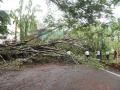 वादळी वाऱ्याने १३५ वृक्ष कोसळले - Marathi News | The storm knocked down 135 trees | Latest nashik News at Lokmat.com