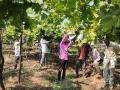 द्राक्षबागा वाचविण्यासाठी शेतकऱ्यांची धडपड - Marathi News |  Farmers strive to save vineyards | Latest nashik News at Lokmat.com