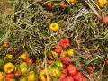 लॉकडाउनमुळे लाखोंची शिमला मिरची उपटून फेकली - Marathi News | Millions of Shimla peppers were uprooted due to the lockdown | Latest jalgaon News at Lokmat.com