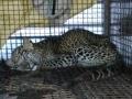 चिपळुणात घरात घुसलेला बिबट्या जेरबंद - Marathi News | The leopard pierced in the house of Chiplun | Latest ratnagiri News at Lokmat.com