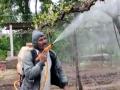 पिकांवर किड्यांचं आक्रमण - Marathi News | Insect attack on crops | Latest nashik News at Lokmat.com