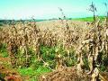 केंद्रीय समिती दुष्काळी पाहणी करणार - Marathi News | The central committee will deal with the drought | Latest nashik News at Lokmat.com