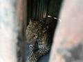 चापडगाव शिवारात बिबट्या जेरबंद - Marathi News | In Chapadgaon Shivar, the leopard jerband | Latest nashik News at Lokmat.com