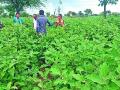 पंधरा गुंठ्यात वांग्याचे लाखाचे उत्पन्न - Marathi News | Eggplant yields lakhs in fifteen goons | Latest nashik News at Lokmat.com