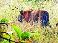 बोरच्या सफारी झोनमध्ये पाहुण्या वाघाची एन्ट्री - Marathi News | Guest tiger entry into the Bor Safari zone | Latest vardha News at Lokmat.com