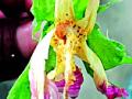 कपाशीच्या फुलांवर अळ्यांचे आक्रमण - Marathi News | Alpine Attack on Cotton Flowers | Latest yavatmal News at Lokmat.com