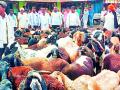 राळेगावात मेंढपाळांचा मोर्चा अडविला - Marathi News | In Ralega, the shepherds' front was blocked | Latest yavatmal News at Lokmat.com