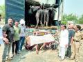 कत्तलीसाठी केरळला नेली जात होती जनावरे; पोलिसांनी उधळला डाव - Marathi News | Animals were being taken to Kerala for slaughter; The police foiled the innings | Latest vardha News at Lokmat.com