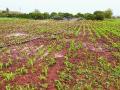 औरंगाबाद जिल्ह्यावर दुष्काळाचे सावट - Marathi News | Due to the famine in Aurangabad district | Latest chhatrapati-sambhajinagar News at Lokmat.com