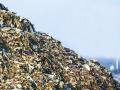 विल्होळी जकातनाका येथील मनपाच्या   कचरा डेपोतून दुर्गंधी - Marathi News | Destruction of municipal garbage depot at Vilholi Jakatnaka | Latest nashik News at Lokmat.com