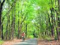 राज्यात फुलणार वनशेती - Marathi News | Forestry will flourish in the state | Latest nagpur News at Lokmat.com