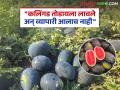 फसवणूक करणाऱ्या व्यापाऱ्यांपासून सावधान! कलिंगड तोडायला लावले पण व्यापारी न आल्याने शेतकऱ्याचे नुकसान - Marathi News | Beware of fraudulent traders! Farmers lose money after being asked to pick watermelons but traders don't come | Latest agriculture News at Lokmat.com