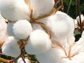 नोंद कापसाची; घरी बोंडही नाही! - Marathi News | Record cotton; No bond at home! | Latest amravati News at Lokmat.com