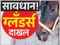 ११८ वर्षांनंतर ‘ग्लँडर्स’चा संसर्ग - Marathi News | 118 years after the 'Glanders' infection | Latest amravati News at Lokmat.com