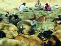 दुष्काळाच्या छायेत सापडला मेंढपाळ व्यवसाय - Marathi News |  The shepherd business found in the shadow of the drought | Latest bhandara News at Lokmat.com