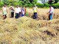 तुडतुड्याने तीन एकरातील धानपीक नष्ट - Marathi News | Trudusa destroyed three paddy pumps | Latest bhandara News at Lokmat.com