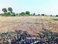 शेकडो हेक्टरवरील कांदा करपला - Marathi News | Onion on hundreds of hectares | Latest nashik News at Lokmat.com