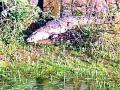 सीटीपीएस-खैरगाव शिवारात आली मगर - Marathi News | Ctps-Khairagaon came to Shivar | Latest chandrapur News at Lokmat.com