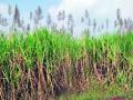हवामानातील बदलामुळे उसाला तुरे - Marathi News | Climate change is breeding sugarcane | Latest nashik News at Lokmat.com