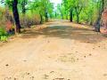 तळेगाव-राजोली मार्गाची दुर्दशा - Marathi News | The plight of Talegaon-Rajoli road | Latest gadchiroli News at Lokmat.com