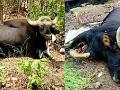 उपचाराअभावी रानगव्याचा मृत्यू - Marathi News | Rogue death due to lack of treatment | Latest gadchiroli News at Lokmat.com