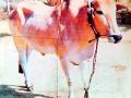 हारल्यानंतर अश्रू ढाळणारा कोकडीचा ‘बोंगा’ बैल - Marathi News | Kokadi's 'Bonga' bull, who sheds tears after losing | Latest gadchiroli News at Lokmat.com
