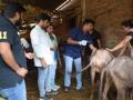 नांदगावी जनावरांना लसीकरण - Marathi News | Vaccination of Nandgaon animals | Latest nashik News at Lokmat.com