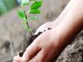 जालना जिल्ह्यात २८ लक्ष वृक्ष लागवडीचे उद्दिष्ट - Marathi News | Targeting 28 lakh trees in Jalna district | Latest jalana News at Lokmat.com