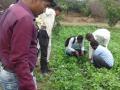 हदगाव शिवारात बिबट्याने पाडला वासराचा फडशा - Marathi News | Calf trapped by leopard in Hadgaon Shivar | Latest jalana News at Lokmat.com