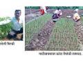 भाव कोसळूनही बागलाणला कांदा लागवड जोमात - Marathi News |  Baglan planting onion plantations | Latest nashik News at Lokmat.com